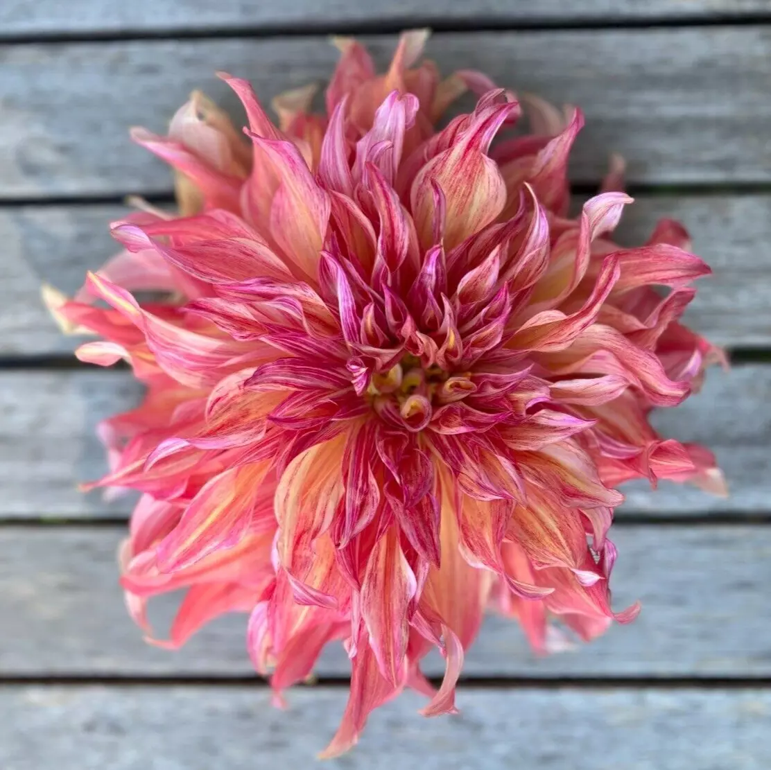 1 - Giant Dinnerplate WATERMELON Dahlia Bulb Tuber Clump BEAUTIFUL &amp; EXOTIC - $44.91 CAD