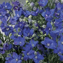 New Fresh Seeds 50 Delphinium Seeds Delfix Blue Larkspur Seeds Perennial Seeds U - £20.14 GBP