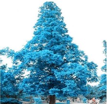 100 Pcs Blue Spruce Tree Seeds Picea Tree From Garden - £6.36 GBP