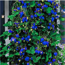 500Pcs Blue Strawberry  Great Flower seeds For Garden decore - $9.50