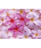2 Frangipani Pink Plumeria Cuttings Hawaiian C2  - £38.61 GBP
