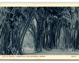 Bamboo in Botanical Gardens Rio De Janeiro Brazil UNP WB Postcard V20 - $5.89