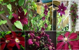 Clematis Vine Red Wine Burgundy Perennial Vine Very Pretty 25 Seeds Gard... - $8.97