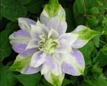 15 Double Purple Green Clematis Seeds Flowers Perennial Seed Flower /Ts - $11.53