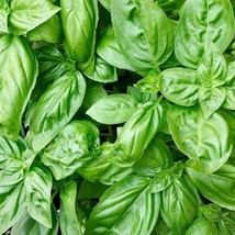 Sweet Genovese Basil Seeds For Planting Genoa Traditional Italian Herbs Pesto Or - £7.40 GBP