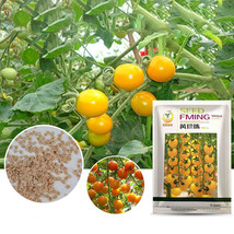 High Yield &#39;Yellow Pearl&#39; Golden Bright Yellow Round Truss Cherry Tomato Seeds O - £19.10 GBP