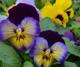 20 Seeds Cool Wave Edition Pansy Beautiful Mix Planting Garden Flowers - £7.11 GBP