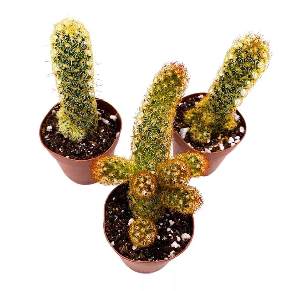 Copper King 2 in Set of 3 Lady Fingers Mammillaria elongata Tiny Mini Pixie - £37.36 GBP