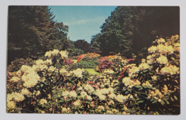 1964 RHODODENDRONS AT HIGHLAND PARK STAMPED AND DATED POSTCARD VINTAGE L... - £9.47 GBP