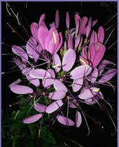 USA SELLER Cherry Queen Cleome Seeds Spider Flower 30 Seeds Fresh New - £14.89 GBP