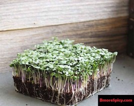 Spicy Salad Mix Seeds MicroGreens Arugula Cabbage Kale Kohlrabi Broccoli Mustard - $1.65+