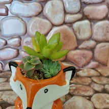 Mini Fox Planter with Succulent Arrangement, Succulent Gift, Animal Planter Pot image 6