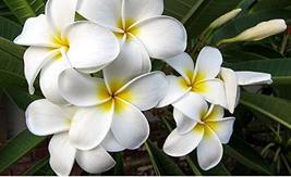  Hawaiian White Plumeria Plant Cutting 8 to 10 Inch Long - $25.99