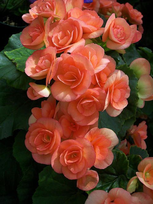 Begonia Tuberosa Double Salmon Flower | 30 Seeds