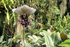 20 Pc Seeds White Bat Flower, Tacca Integrifolia Seeds for Planting | RK - £15.10 GBP