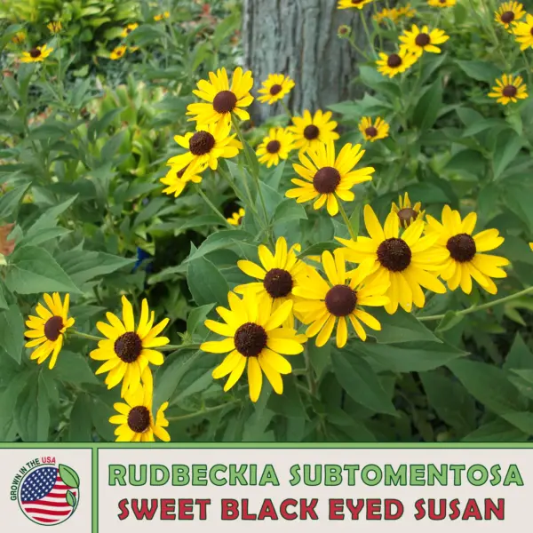 10 Compass Plant Seeds Silphium Laciniatum Native Wildflower Fresh Garde... - $10.90