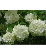 Old Fashion Snowball Viburnum 4&quot; pot (Viburnum trilobum) Highbush Cranberry - $9.42 CAD