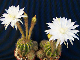 Echinopsis calochlora exotic night blooming white color plant cactus cacti 4" - $16.99