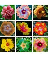 100pc EXOTIC RARE HIBISCUS SEEDS Garden Plant Flower Seed Perennial US S... - $17.52 CAD