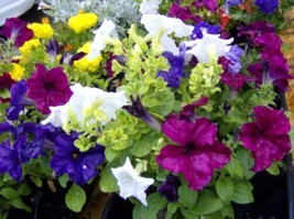 BPA 250 Seeds Mixed Colors Petunia Red Pink White Purple ++ Flower From USA - £7.89 GBP