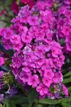 SML Bells Of Ireland Excellent For Cut Flower Display Grow The Luck Bulk... - $12.69