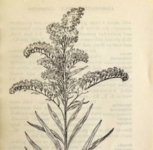 1905 Seaside Goldenrod Wild Flower Print Pen &amp; Ink Lithograph Antique  - £13.77 GBP