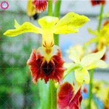 100Pcs Orchid Seeds Yellow Flowers With Blackish Red Tongue Flowers Fresh Garden - $9.86