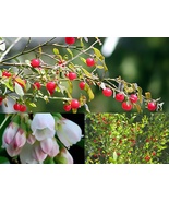 Variety Size Seeds Red Huckleberry Vaccinium Parvifolium Shrub Edible Hardy - $16.90+