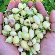 Snow White Habanero Pepper Seeds Usa Seller - $9.00