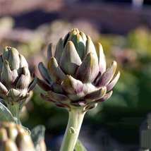 Green Globe Artichoke Seeds - £1.19 GBP