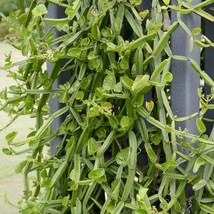 Veldt Grape Rare Cissus Quadrangularis Organic Ceylon New Live Plant Cut... - $353.82 MXN+
