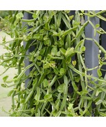 Veldt Grape Rare Cissus Quadrangularis Organic Ceylon New Live Plant Cut... - $353.82 MXN+