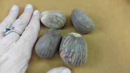 Item image 1 image 1