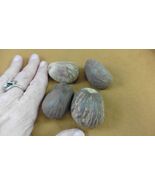 tn-19-3) 4 large natural Tagua Nut whole nuts craft Carving Dried plain ... - $458.41 MXN