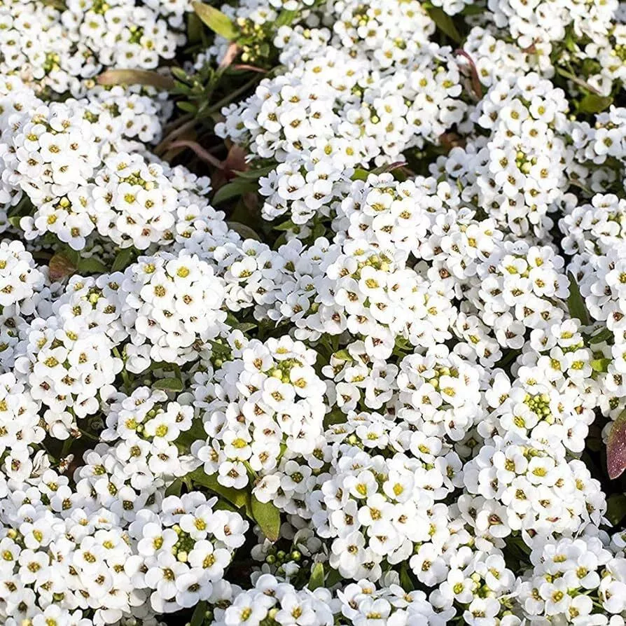 50 White Tiny Tim Alyssum Flower Seeds Non-GMO - £2.26 GBP