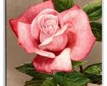 Pink Rose Flower Blossom UNP Unused DB Postcard H29 - £1.52 GBP