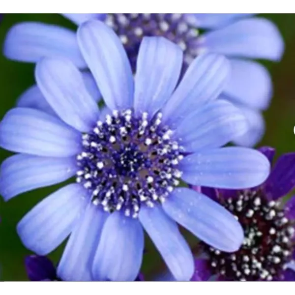 200 Seeds Blue Felicia Daisy Seeds Perennials Fresh Garden - $11.99