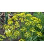 LKS Long Island Mammoth Dill Seeds 100 Organic Home Garden - €10,55 EUR