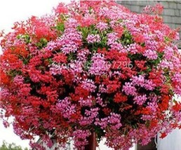 100 Seeds Ivy Leaf Geranium Mixed Pink Red Flower Seeds Garden USA Shipping - $31.72