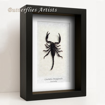 Australian Rainforest Scorpion Liocheles Waigiensis Framed Entomology Sh... - $52.99