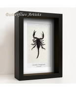 Australian Rainforest Scorpion Liocheles Waigiensis Framed Entomology Sh... - $72.47 CAD