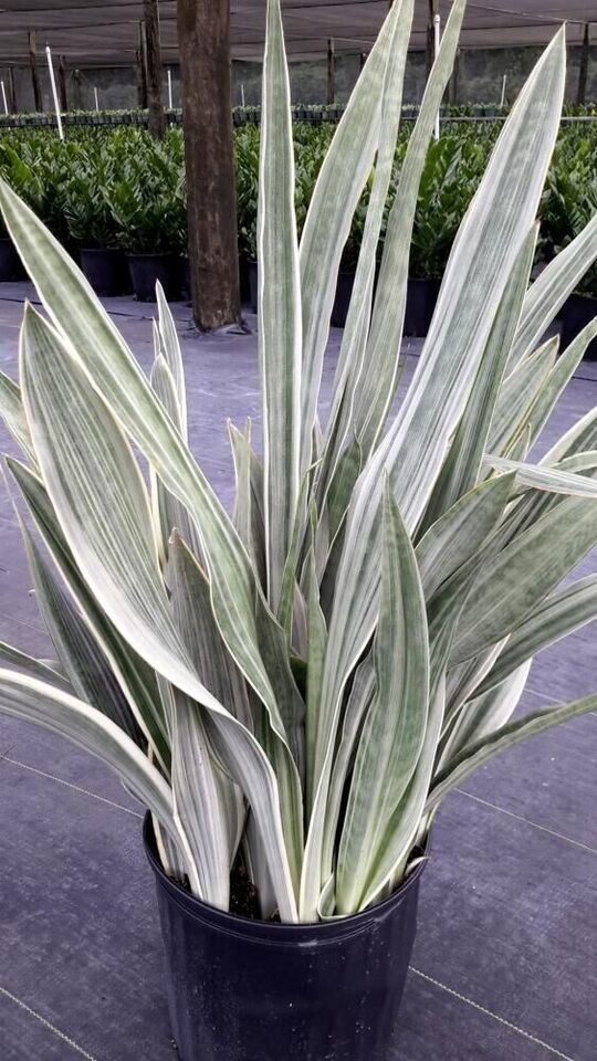 Sansevieria Sayuri Live Plant In 4 Inches Pot~Silver Snake Plant~Metallica - Plants & Seedlings