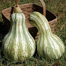 HT Cushaw Green Striped Pumpkin Seeds 20 Seeds Non-Gmo 1080 Garden Seeds - $186.58 MXN