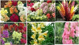 Snapdragon Annual Flowers Pretty Mixed Colors In One Pack 50 Seeds Fresh... - $8.97