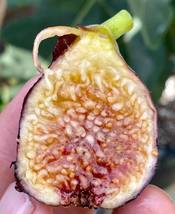2 fig tree cuttings Zaffiro Cold hardy - $49.58
