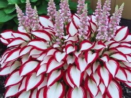 hosta plants plantaginea beautiful red,white color - $5.99
