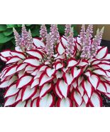 hosta plants plantaginea beautiful red,white color - $5.99