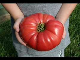 50 Seeds Giant Belgium Tomato Juicy Vegetable New Fresh Seeds - $7.90