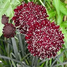 25 Seeds Scabiosa Pin Cushion Double Red Create A Lush Garden With Premium - £6.94 GBP