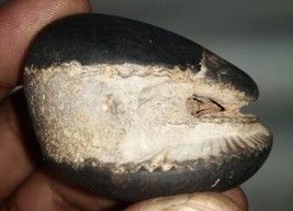 Raro Laxmi Narayan Shaligram/Lakshmi Narayana Salagram - Gandaki River N... - $470.26